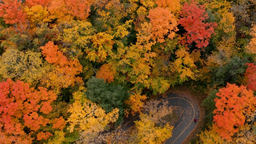 Quebec’s fall colours delayed this year, interactive map tracks peak spots