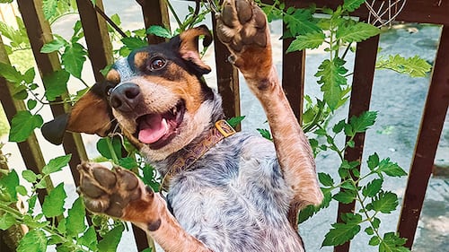 August Dogs of the Day