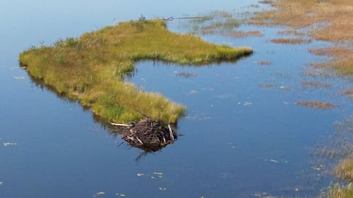 Boreal forest and peatland near Kapuskasing will be conserved through new project