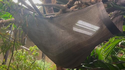 Sloth in hammock at the Edmonton Valley Zoo Nov. 24, 2025. (Sasha Pietramala/CTV News Edmonton)