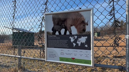 Sign of Sichuan Takin information at the Edmonton Valley Zoo Nov. 24, 2025. (Sasha Pietramala/CTV News Edmonton)