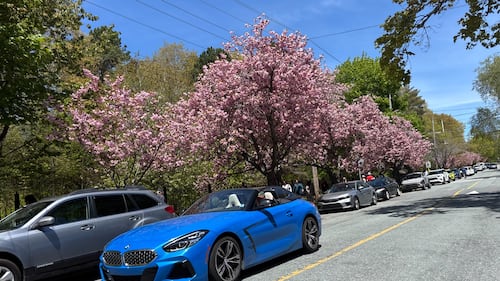 Cherry blossom trees are pictured.