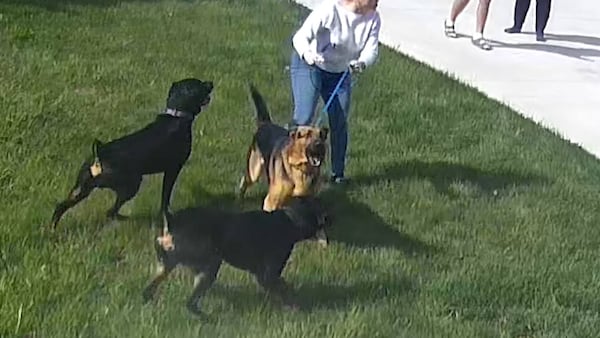 Amherstburg mayor says charges, muzzle order issued after dog attack