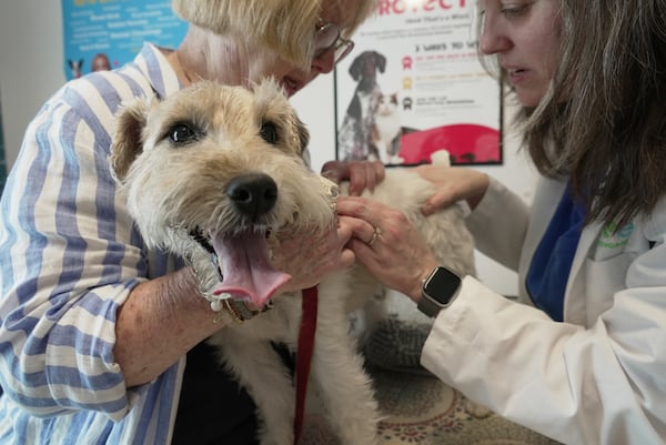 How to protect your pets from ticks this summer