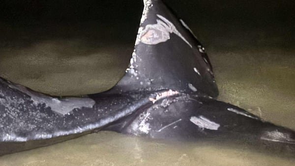 Advocates call for safer waters as B.C. island mourns the loss of Wisp the humpback whale