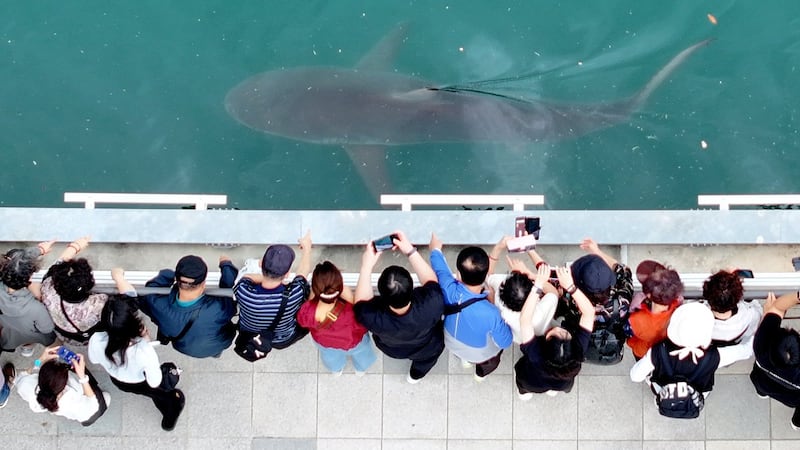 Huge shark slowly circling a canal in South Korea’s biggest port city