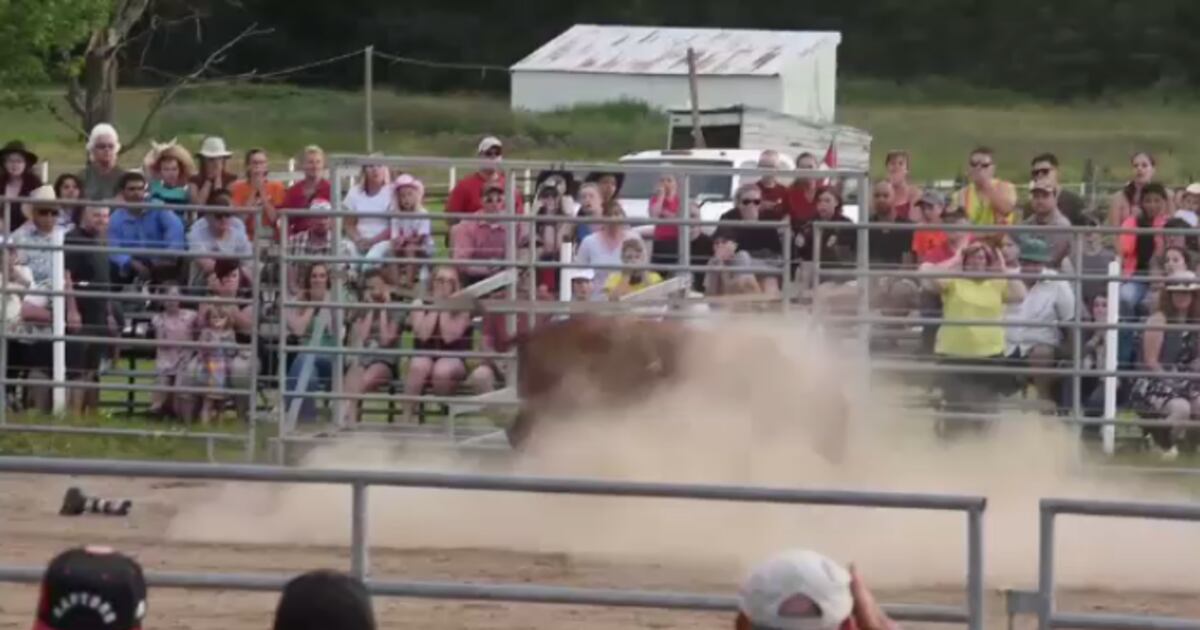 Meat Hook Injuries Bull named Meat Hook gores rodeo photographer sending him to hospital