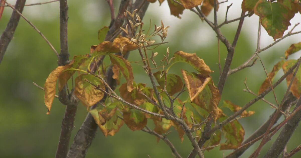 August Weather Tree Changing tree colours in August sign of stress, but not cold weather ...