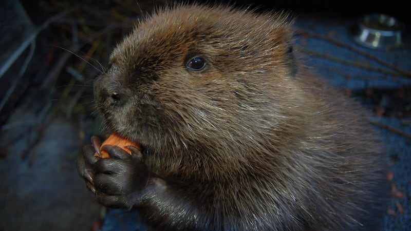 What to do if you see a beaver in your backyard