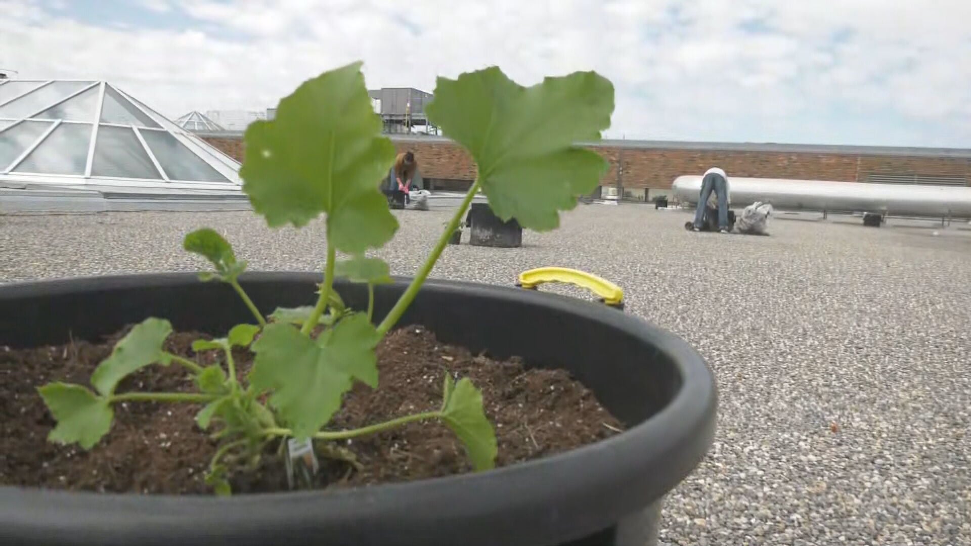 Rooftop garden at Kingsway Mall in Edmonton on May 23, 2025. (Brandon Lynch/CTV News Edmonton)