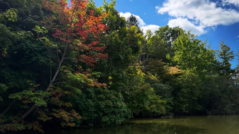 Cloudy Saturday with chance of showers in London