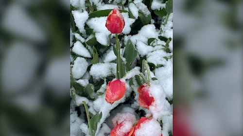 Snow is pictured on the ground on May 29, 2026 in Sydney, N.S. (Courtesy: Melanie Bonnell)