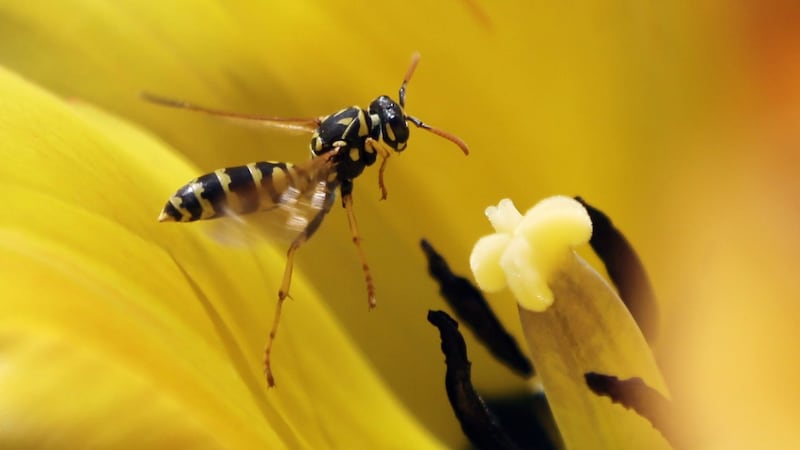 Wasp attack warnings as swarms surge in B.C. amid warm weather and abundant food