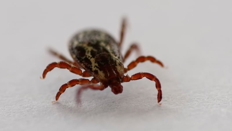 How to avoid ticks this summer in Saskatchewan
