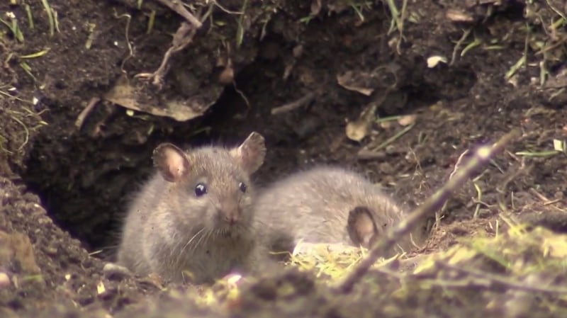 Canada Rats Rats! Moncton named ‘rattiest’ city in Eastern Canada