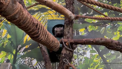 Porcupine at the Edmonton Valley Zoo Nov. 24, 2025. (Sasha Pietramala/CTV News Edmonton)