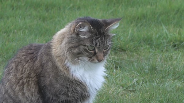 Canadian border-jumping cat becomes local legend in B.C. community