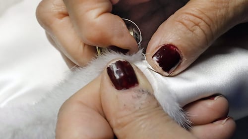 N.L. First Nations chief seeking a reversal of fur product ban on Etsy