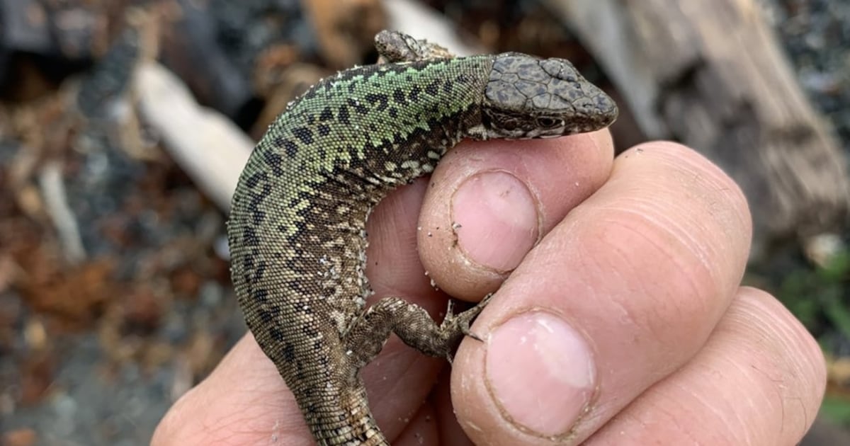 Slugs gone, bugs gone, strawberries thriving as invasive lizards boom in B.C. - CTV News