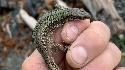 Slugs gone, bugs gone, strawberries thriving as invasive lizards boom in B.C.