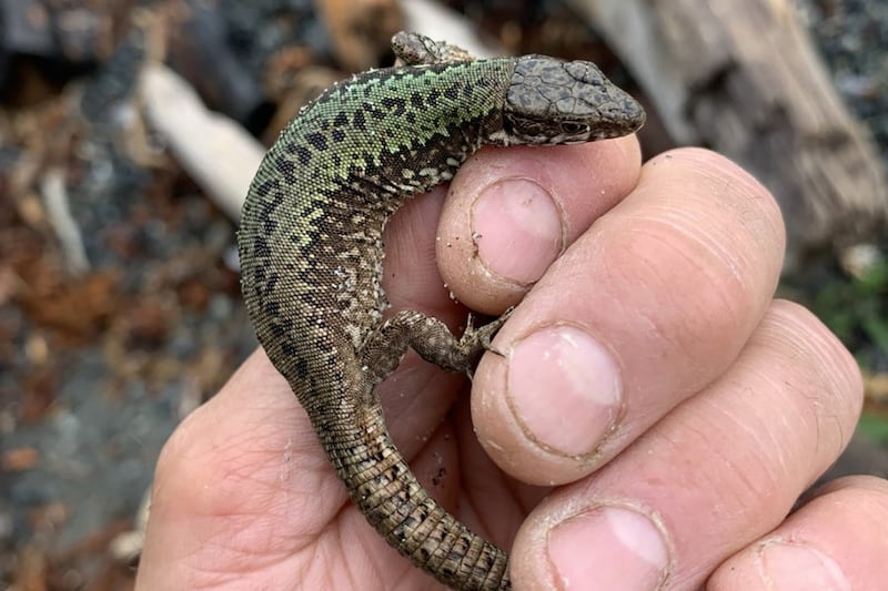 Slugs gone, bugs gone, strawberries thriving as invasive lizards boom in B.C.
