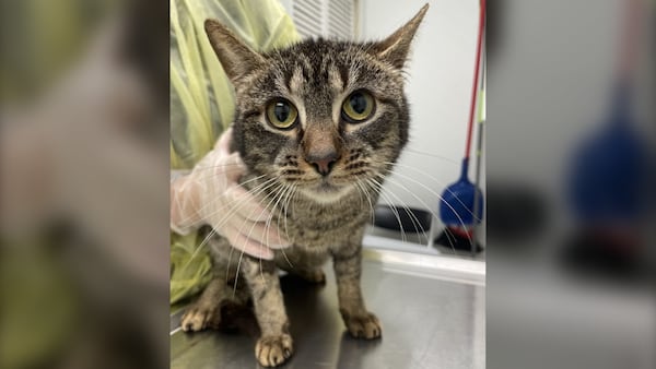 BC SPCA rescues 17 cats from Fraser Valley home in one of the worst cases officers have seen