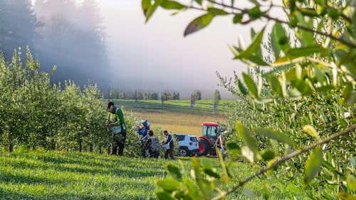 Canada's only olive oil farm up for sale