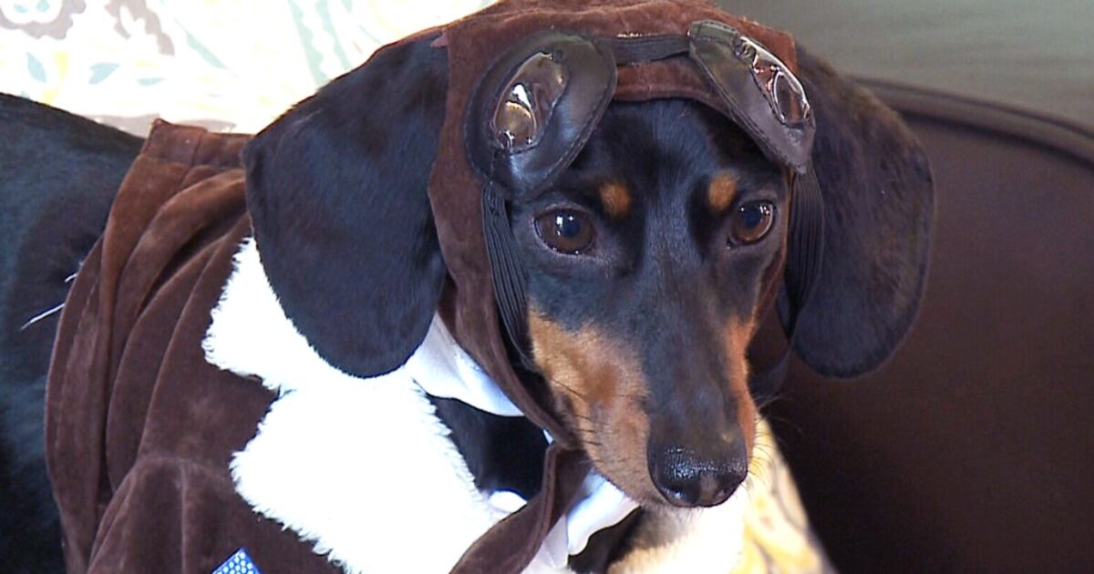 crusoe celebrity dachshund net worth