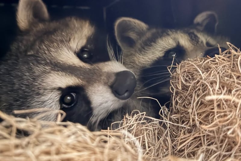 The Toronto Zoo adds ‘masked duo’ to its Canadian Domain zone