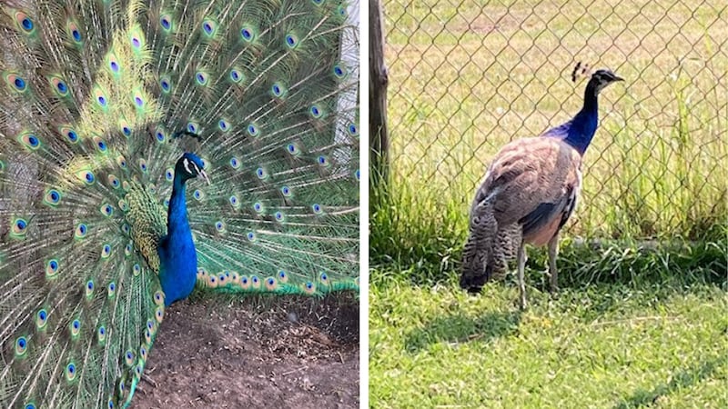 Truck with 2 peacocks inside stolen in Alberta, police call for information