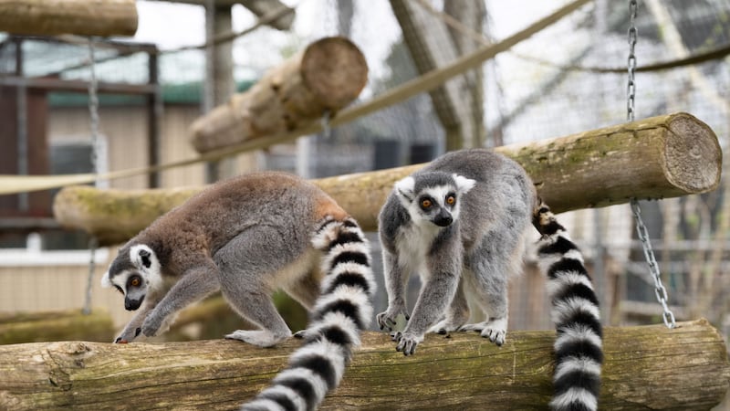 Magnetic Hill Zoo lemur enclosure construction almost done, nearly $500K over budget