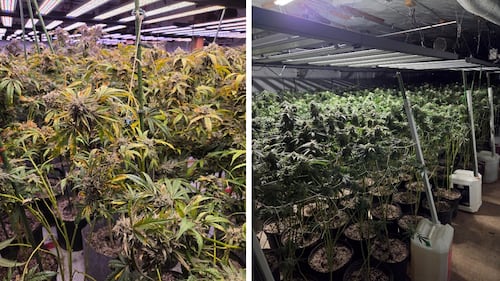 More than $4.6M in illegal cannabis seized in Haldimand County