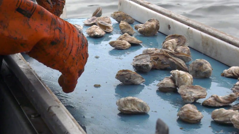 N.B. oyster industry getting $4.6M to grapple with MSX, Dermo