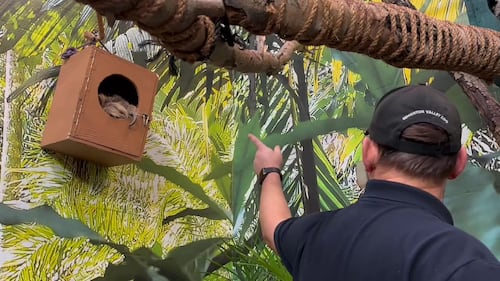 The Edmonton Valley Zoo announced a plan for the next 15 years. Nov. 24, 2025. (Sasha Pietramala/CTV News Edmonton)