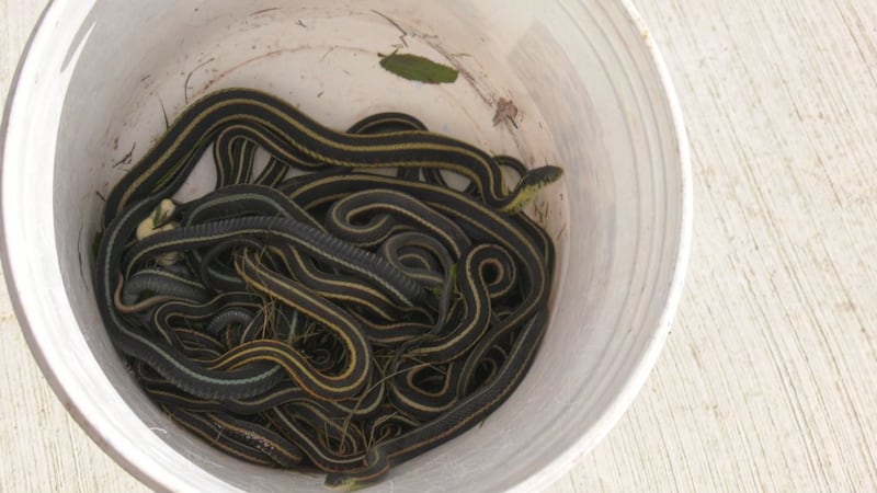 ‘They are just everywhere’: Garter snakes overrun Interlake community of Eriksdale