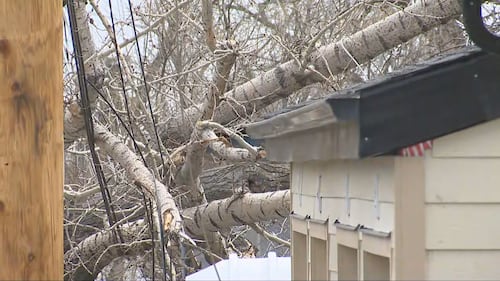 A downed tree tangled with a power line in Calgary after powerful wind gusts on Friday, April 24, 2026.