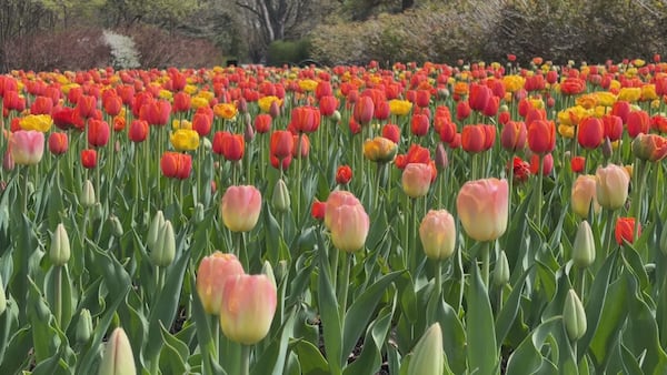 Things to do in Ottawa during the Victoria Day long weekend