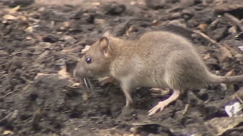 Rat sightings surge in part of Sudbury, residents seek city intervention