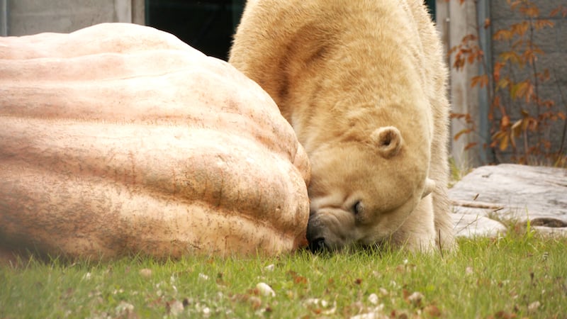 Disqualified giant pumpkin wins over polar bear in Cochrane, Ont.
