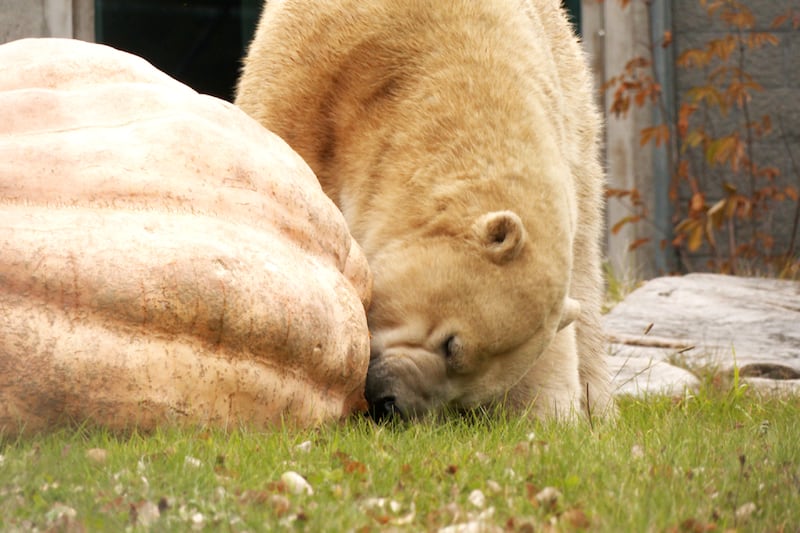 Disqualified giant pumpkin wins over polar bear in Ontario