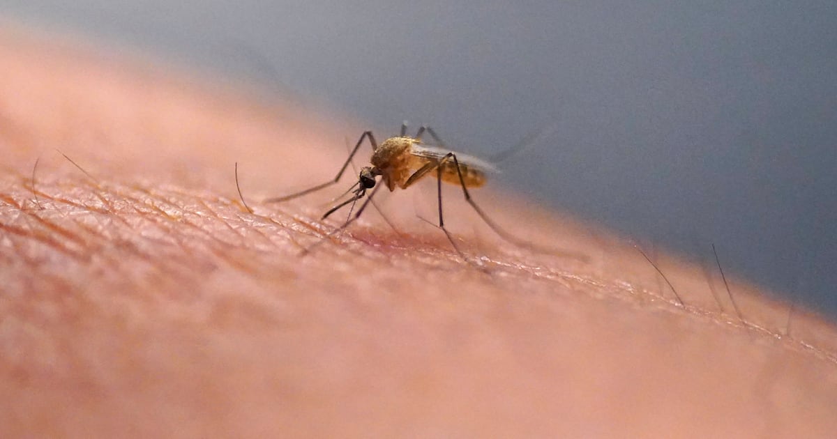 How risky is a mosquito bite in Canada? What to know about West Nile virus ...