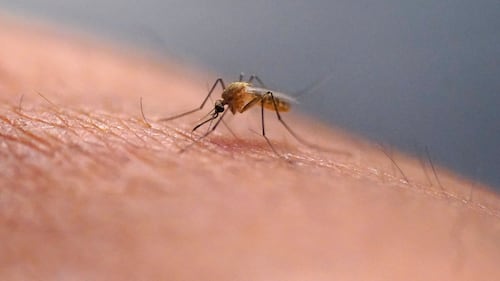 A dead crow tested positive for West Nile virus in Ontario. Should you be worried?