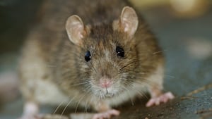 Rat sightings surging in one Sudbury community