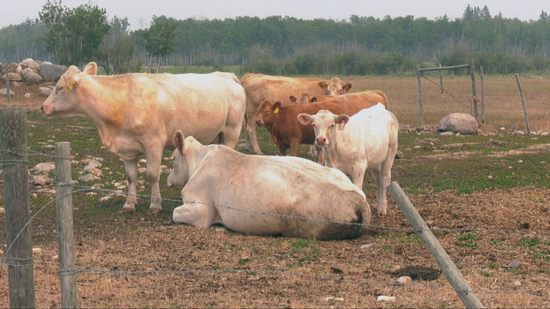 Man charged in eastern Saskatchewan cattle fraud