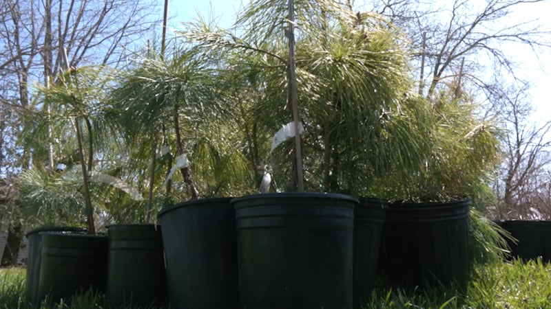 Thousands planted, more to go: Living Green Barrie nears 10,000 trees for the city