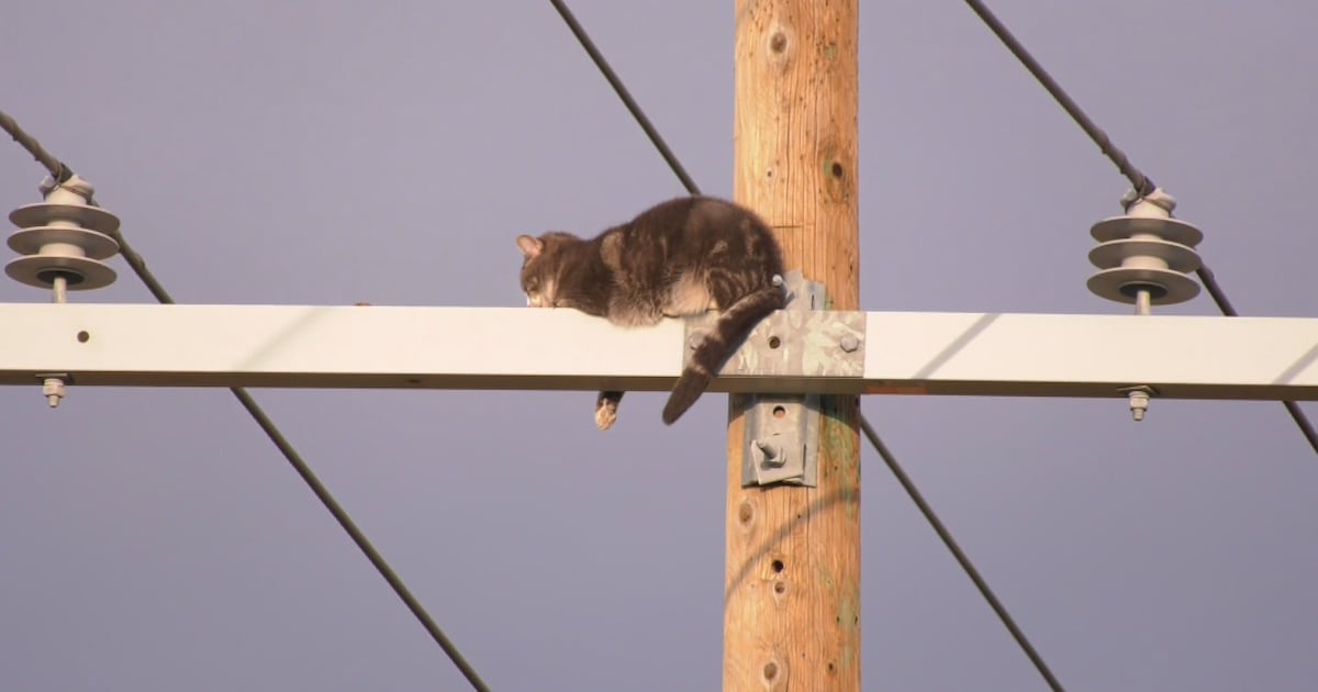Cat stuck on Calgary power pole rescued after day-long effort - CTV News