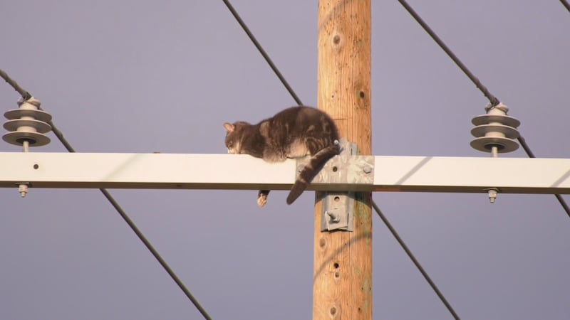 ‘Very scared’: Calgary family seeking help recovering cat from utility pole