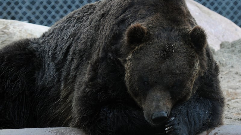 Saskatoon Zoo’s beloved grizzly bear Koda dies