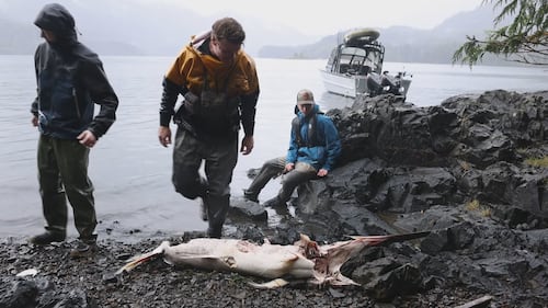 What is a six-foot swordfish doing in B.C.? El Niño may hold the answer