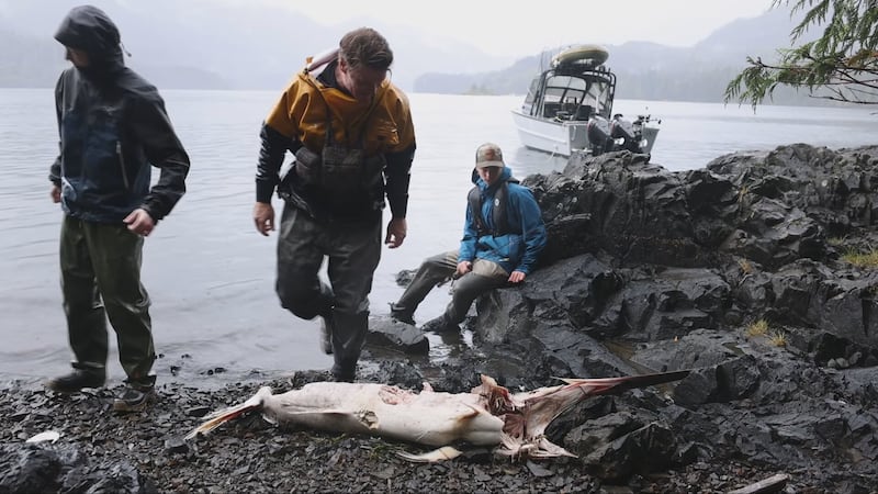 What is a six-foot swordfish doing in B.C.? El Niño may hold the answer